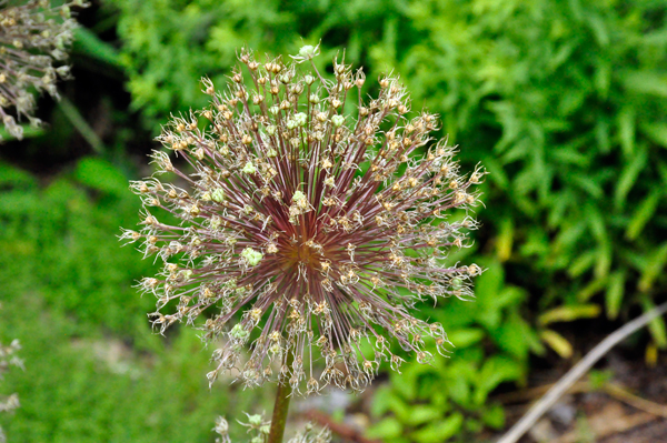 Ornamental Onion